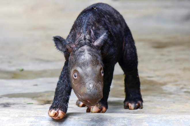 Sumatranskih nosorogov je manj kot petdeset. FOTO: Handout AFP