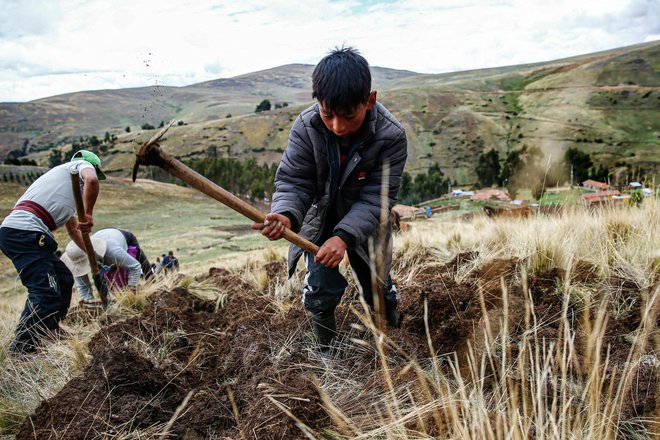 Suša, ki jo je povrzočil pojav El Niño, je že prizadela revna območja v osrednjih Andih v Peruju.

FOTO: Hugo Curotto/AFP