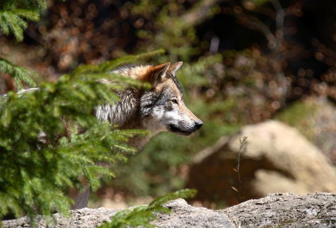 Komisija se pri svojem predlogu o znižanju varstvenega statusa sklicuje na danes objavljeno »poglobljeno analizo statusa volka v EU«. 

FOTO: Slowolf