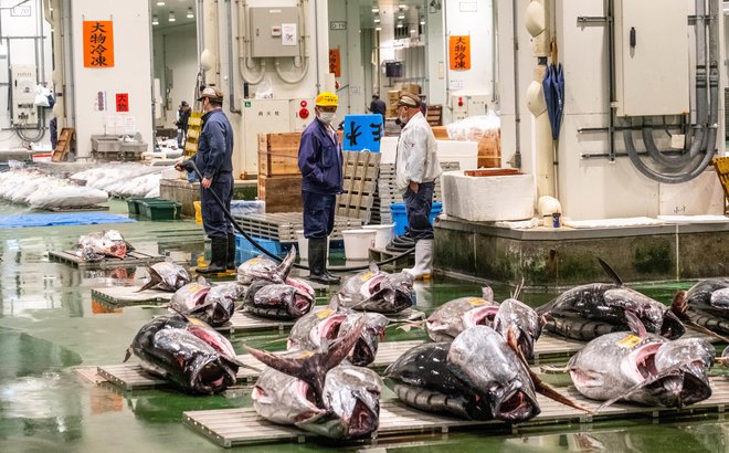 Ogled pred dražbo poteka z japonsko natančnostjo. FOTO: Nada Špacapan