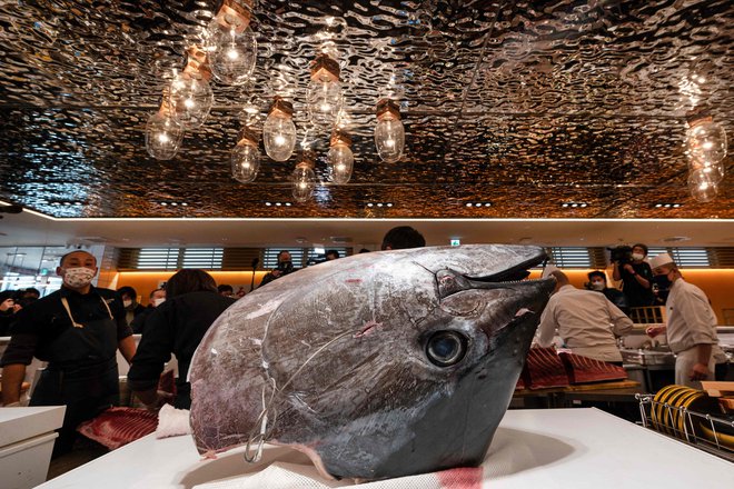 Tale 212 kilogramov težki modroplavuti tun je bil pred letom dni prodan za 273.000 dolarjev za verigo prestižnih suši restavracij. FOTO: Richard A. Brooks/AFP