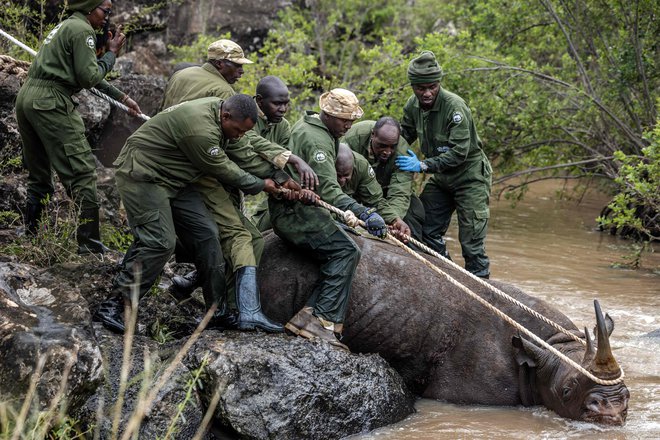 Veterinarji in člani ekipe kenijske službe za divje živali (KWS) poskušajo nosoroga potegniti iz vode. Načrti za premestitev 21 nosorogov v rezervat Loisaba na severu Kenije so se uradno začeli 16. januarja 2024. Živali bodo prestavljene iz različnih prenatrpanih rezervatov, da bi nadzorovali populacijo, vendar se je operacija zaradi tehničnih razlogov začela neuspešno in jo je bilo treba prestaviti. Po zaključku bo ta operacija ena največjih selitev nosorogov v zgodovini Kenije. Foto: Luis Tato/Afp