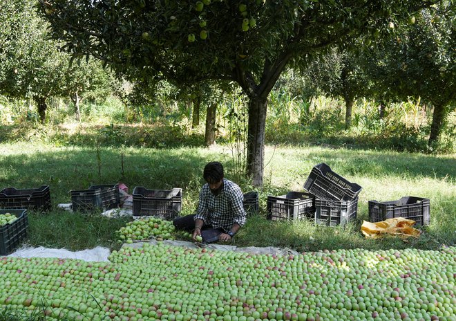 »Ogromni infrastrukturni projekti so povzročili preseljevanje sto tisočev podeželskih revežev,« poudarja avtorica (na fotografiji kmetovanje v Kašmirju). FOTO: Sanna Irshad Mattoo/Reuters