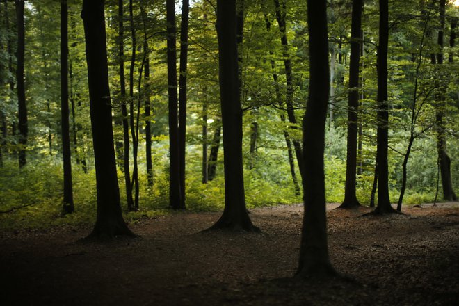 Trk javnega in zasebnega interesa je treba reševati ne samo s poudarjenim neodvisnim nadzorom, temveč s celotno paleto storitev kakovostne javne gozdarske službe. FOTO: Jure Eržen/Delo