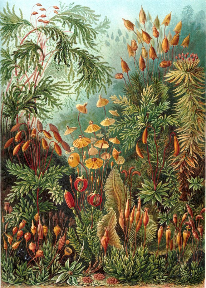Svet gob, kot jih je leta 1904 upodobil biolog in umetnik Ernst Haeckel. FOTO: wikipedija