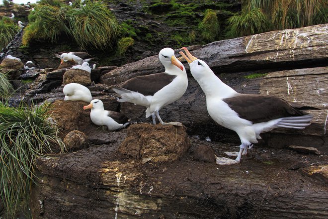 Albatrosi so ogroženi, vendar niso na seznamu konvencije o ohranjanju selitvenih vrst. FOTO: Alain Mafart-Renodier, Biosphoto via AFP