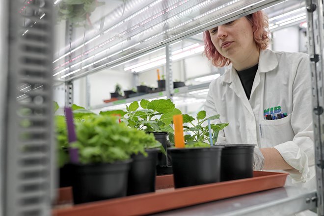 Raziskovalci želijo biti podpora kmetijstvu, da bodo rastline bolj odporne v spreminjajočih se klimatskih razmerah. FOTO: Blaž Samec

 