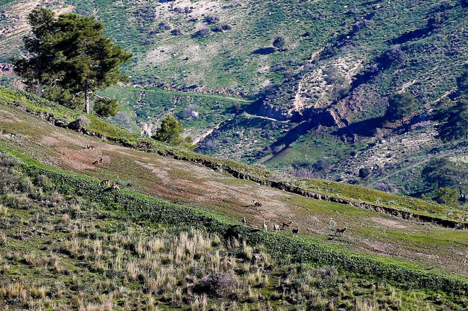 Čeprav so grški in turški prebivalci na Cipru v preteklosti živeli složno in prepleteno, jih je sodobna zgodovina ločila na dva dela in dve različni zgodbi. FOTO: Matthieu Clavel/AFP