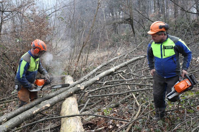 Na območju Rožnika bodo do konca marca odstranili še 21 bolnih, suhih in nevarnih dreves. FOTO: Tomi Lombar/Delo