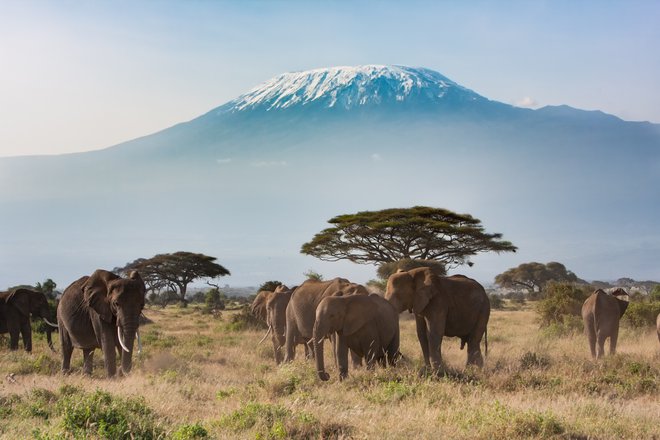 Sloni v ospredju in Kilimandžaro v ozadju. FOTO: Shutterstock