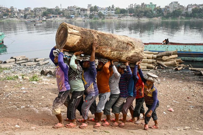Bangladeški delavci nosijo hlod po razkladanju s tovornega čolna v bližini reke Buriganga v Daki. Foto: Munir Uz Zaman/Afp