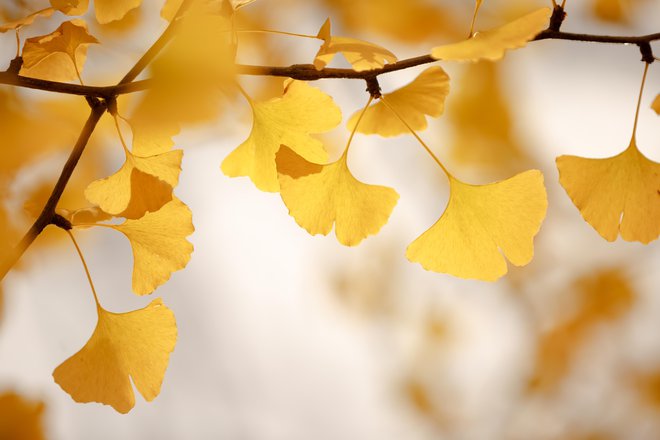 Nekoč, ko sem živela blizu ulice, kjer je drevored ginkov, sem si zaželela imeti svojega. In le kakšni dve leti pozneje sem posadila ginko. Kot je to nekoč storil Goethe. FOTO: Shutterstock