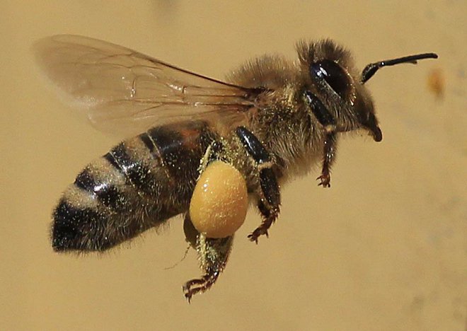 ApiSlovenija je največji strokovni čebelarski dogodek v Evropi. FOTO: Leon Vidic/Delo