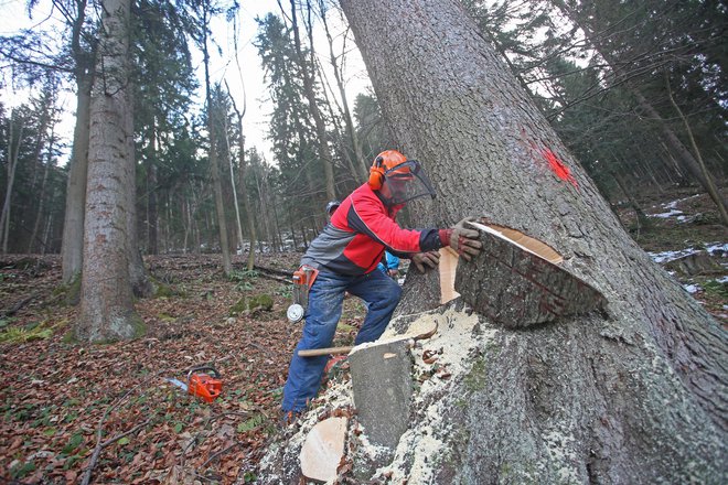 Moški se je poškodoval med sečnjo. Fotografija je simbolična. FOTO: Tadej Regent/Delo