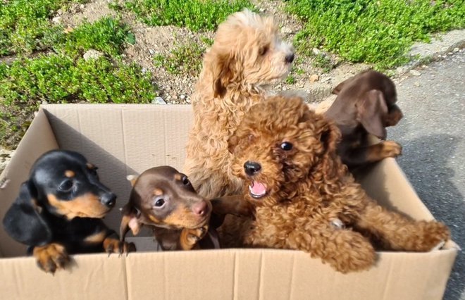 Inšpektorica je odredila odvzem psov. FOTO: Veterinarska Bolnišnica Brežice In Ppiu Pu Novo Mesto