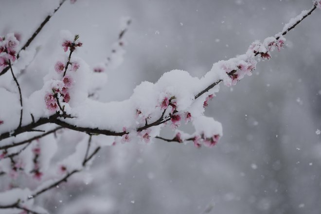 Prebujajoča se narava se je odela v belo. FOTO: Leon Vidic

 