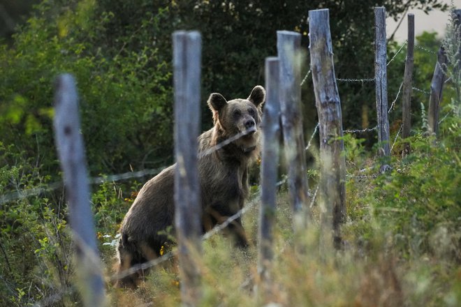 Zelo pomembno je, da medvedom preprečimo povezovanje hrane s prisotnostjo človeka, kar je eden izmed glavnih vzrokov za pojavljanje konfliktov med človekom in medvedom. FOTO: Juan Medina/Reuters