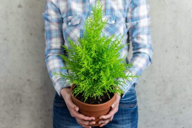 Kiparis je po nesreči ubil Apolonovega najljubšega jelena, zato ga je Apolon spremenil v cipreso, njena smola predstavlja Kiparisove solze. FOTO: Shutterstock