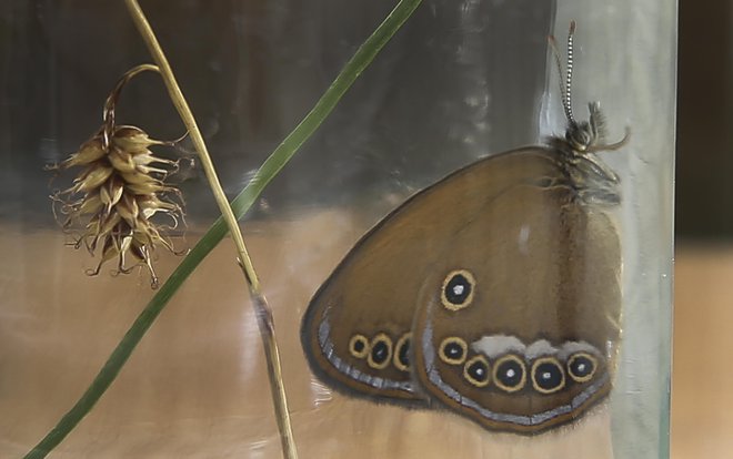 Slovenija ne dosega ugodnega stanja travniških vrst ptic in metuljev na šestih območjih Nature 2000. FOTO: Jože Suhadolnik/Delo