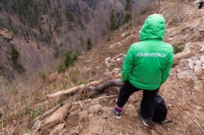 Uničevanje gozdov v romunskih Karpatih. FOTO: Arhiv Greenpeacea