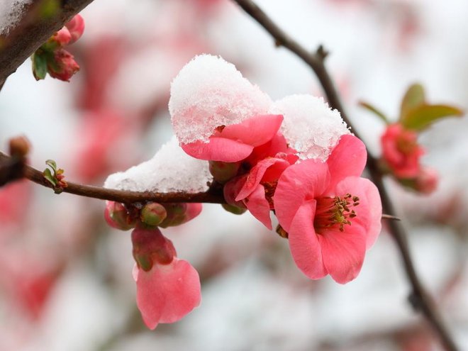 Zvečer in ponoči se bodo padavine prehodno okrepile, meja sneženja se bo spuščala. FOTO: Shutterstock