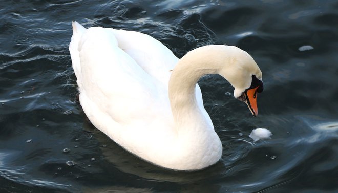 Ne sprehajajte se kjer so vodne ptice in ne krmite jih, saj se bolezen prenaša tudi z obutvijo. FOTO: Jože Miklavc