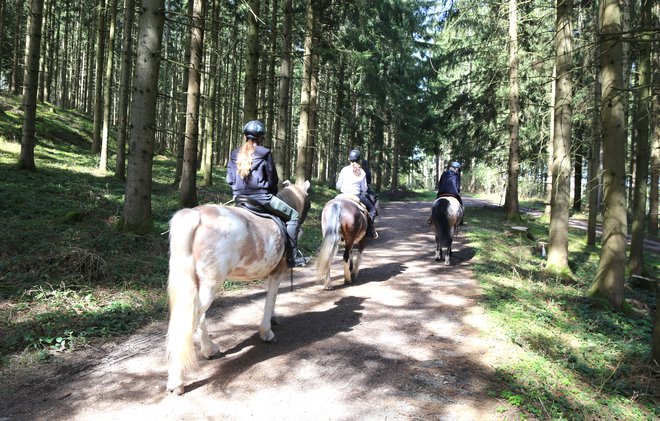 Na poteh skozi gozdove so pogoste skupine konjenikov. FOTO: Milan Ilić