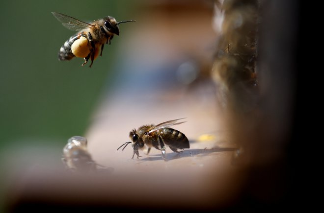 Čebele oprašijo 80 odstotkov cvetočih rastlin. Foto Stephane Mahe/Reuters