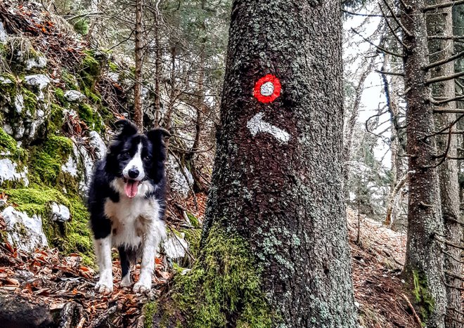 Obisk hribov s psom je lepo doživetje, vendar je treba upoštevati nekaj osnovnih pravil in izbrati primerne ture. FOTO: Tina Horvat