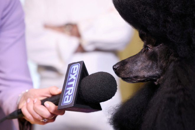 Intervju z miniaturno pudljico, zmagovalko pasje razstave Westminster Kennel Club v New Yorku. Sage, kot jo imenujejo, je zmagala v kategoriji Best in Show in v skupini nešportnih psov. Je četrti miniaturni pudelj, ki je v zgodovini Westminstrske razstave osvojil Best in Show. Foto: Andrew Kelly/Reuters