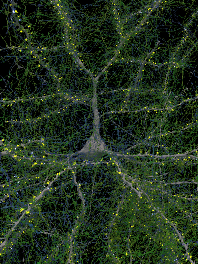 Nevron in njegove povezave z drugimi nevroni. FOTO: Google Research &amp; Lichtman Lab/Univerza Harvard

 