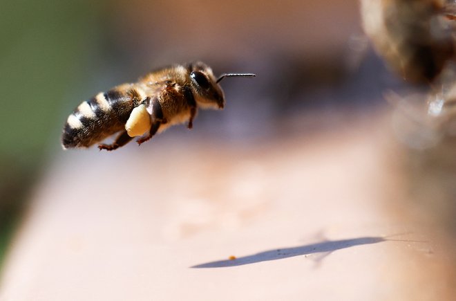 Pesticidi, ki škodujejo čebelam, so v Evropski uniji že nekaj let prepovedani, toda evropska podjetja jih izvažajo v tretje države, od koder se k nam vračajo s sadjem in zelenjavo. FOTO: Stephane Mahe/Reuters