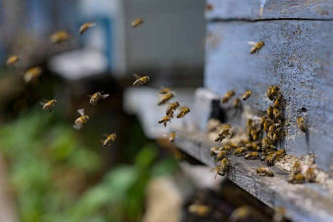 Nestanovitno vreme, zlasti moker maj, povzročajo vse večje težave okoli 12. 000 čebelarjem v Sloveniji, ki čebelarijo s približno 200.000 čebeljimi družinami. FOTO: Yasin Akgul/AFP