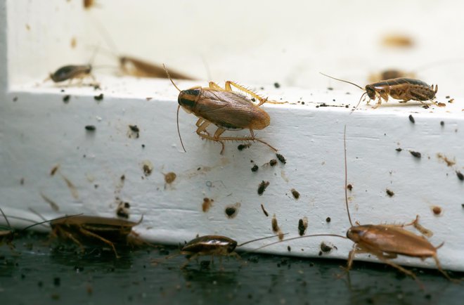 Nemški ščurek (Blattella germanica) je hitro prilagodljiva vrsta, ki je izkoristila človeka in njegove trgovske poti, da je osvojila svet. FOTO: Shutterstock

 