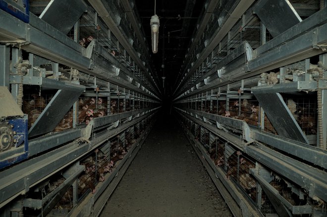 Med rejci kokoši nesnic v kletkah je največja Jata Emona. Okoli sedem odstotkov kokoši še redi v kletkah. Fotografija je simbolična. FOTO: Arhiv AETP