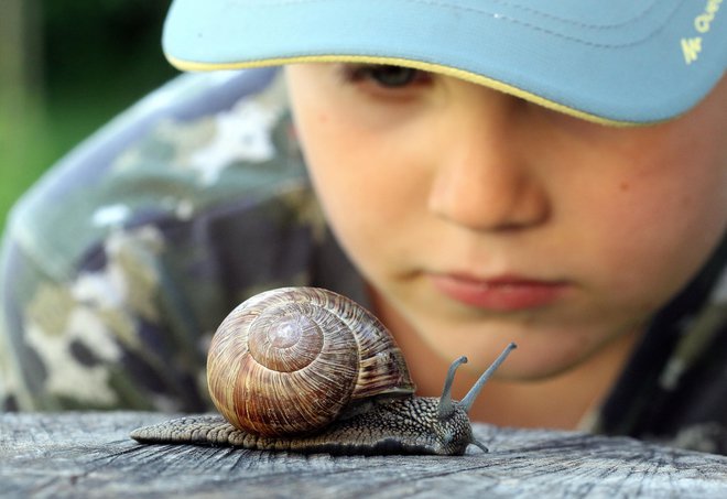 Ob domorodnih polžih (na fotografiji) tudi v Sloveniji vse pogosteje lazi tujerodni progasti vrtni polž, ki se najverjetneje širi s prodajo sadik. FOTO: Igor Modic