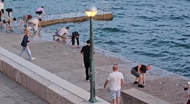 Le kaj jih je prestrašilo, da se je več kot 200 rib na taki razdalji pognalo na kopno? So bile strelke v skupini, lice, celo igluni ali tuni? FOTO: Katja Breznikar