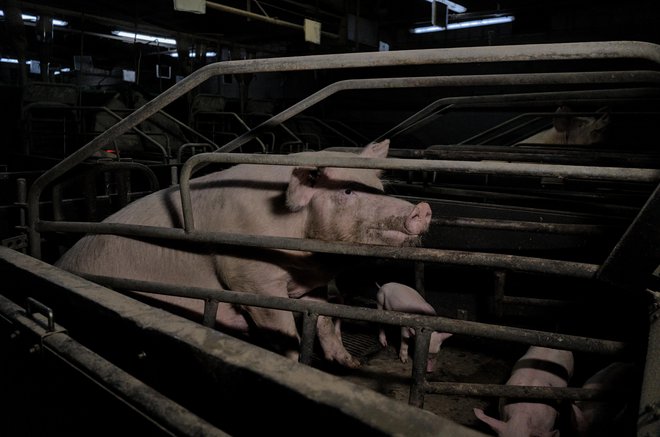 Praksa ukleščanja je svinjam zelo škodljiva in jo je treba zakonsko prepovedati, rejcem pa omogočiti pomoč pri prehodu na alternativne in živalim manj škodljive načine reje, pravijo v društvu. FOTO: Arhiv AETP 2024