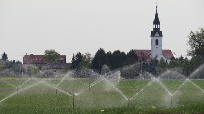 Lani so namakali dobrih 4000 hektarov zemljišč, kar je skoraj petina manj kot leto prej. FOTO: Franc Milošič