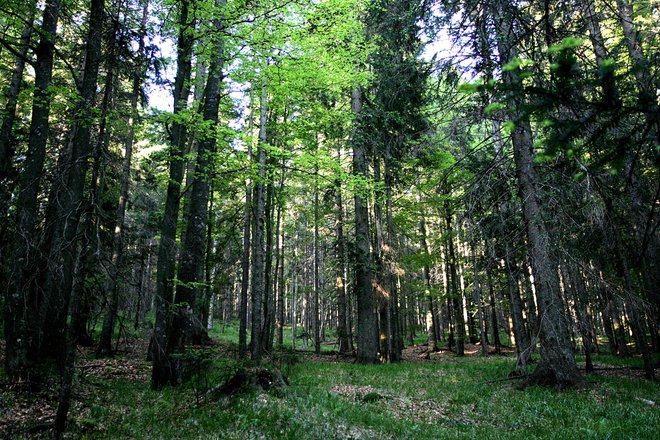 Osumljenca sta umor izvršila z udarci s topim predmetom, nato pa truplo v prtljažniku avtomobila prepeljala v okolico Jelovice in ga tam odvrgla na težko dostopnem terenu. FOTO: Mavric Pivk/Delo