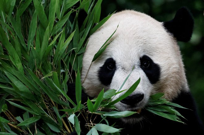 Bei Bei, panda velikanka, rojena v ZDA leta 2015, ki je bila prenesena na Kitajsko leta 2019, se sedaj nahaja v bazi Ya'an Bifengxia kitajskega centra za ohranjanje in raziskovanje pande velikanke. Foto: Tingshu Wang/Reuters