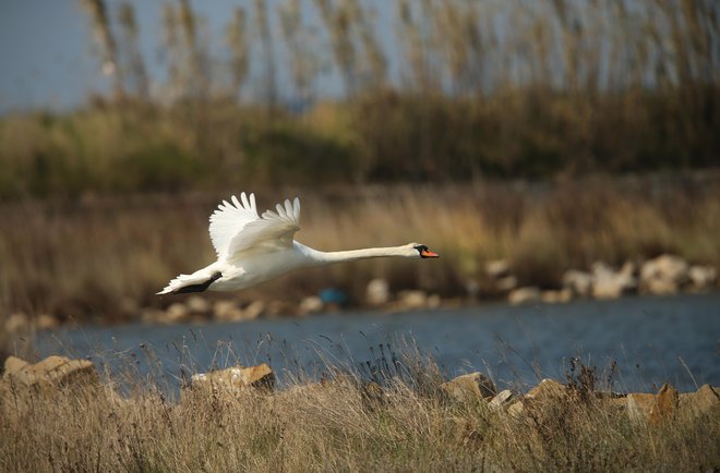 Zakonodaja o obnovi narave, ki so jo danes dokončno potrdile članice EU, je bistvena za ohranitev načete evropske narave, so prepričani v stranki Vesna. FOTO: Jure Eržen/Delo