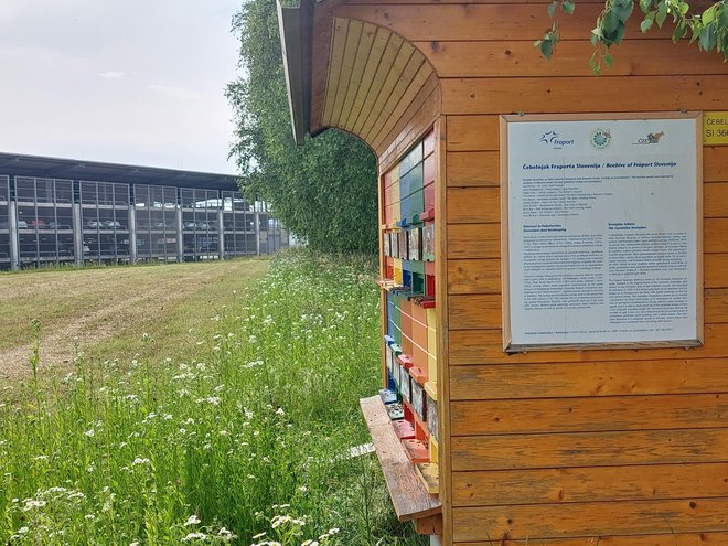 Čebelnjak na letališču je bil postavljen zaradi meritev, ali letališka dejavnost vpliva na med in medene pridelke. FOTO: Maja Prijatelj Videmšek