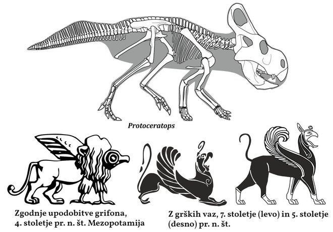 Primerjava okostja dinozavra in nekaterih antičnih ilustracij grifonov VIR: Mark Witton

 