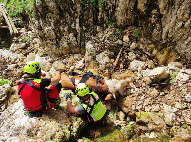 Kravi sta se zaplezali v strmo kamnito grapo pod Kriško planino na Krvavcu. FOTO: GRS Kamnik