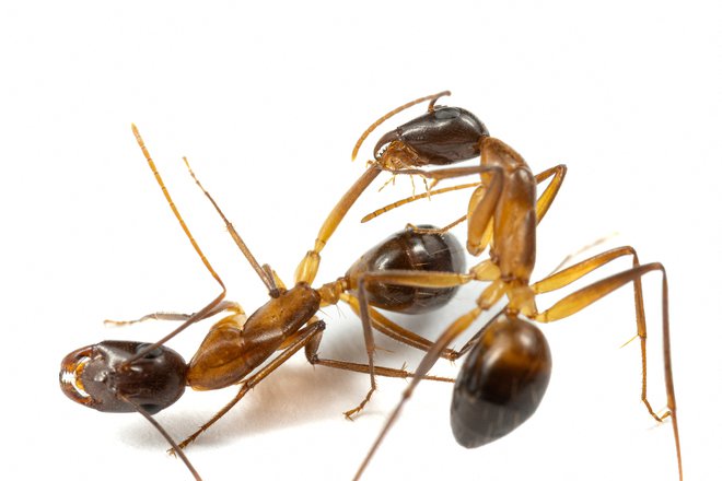 Mravlje se odločijo, kako bodo oskrbele rano. FOTO: Bart Zijlstra/Reuters 