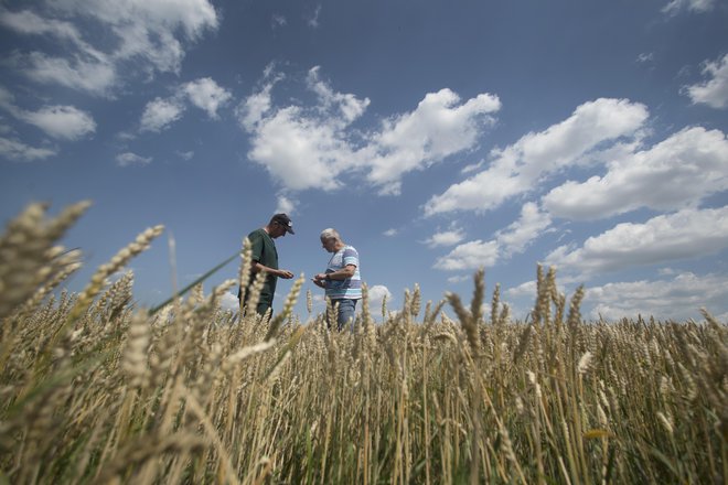 Večkrat pa se pozabi, da kmetijstvo neguje krajino. Najmanj trikrat letno mora obdelovalec iti čez zemljišče, da pridela hrano. FOTO: Jure Eržen