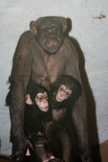 Bila je mama Tomiju, Poldetu, Urški, Cilki, Neži in Titiju ter babica Jokotu, Niki, Leoni in Taju FOTO: ZOO Ljubljana