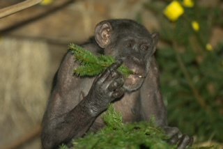 Šimpanzinja Mojca se je poslovila zaradi bolezni srca. FOTO: ZOO Ljubljana