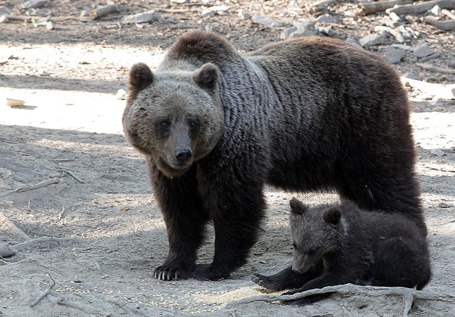 Karpati so eden od najpomembnejših habitatov rjavega medveda v Evropi. FOTO: Ljubo Vukelič
